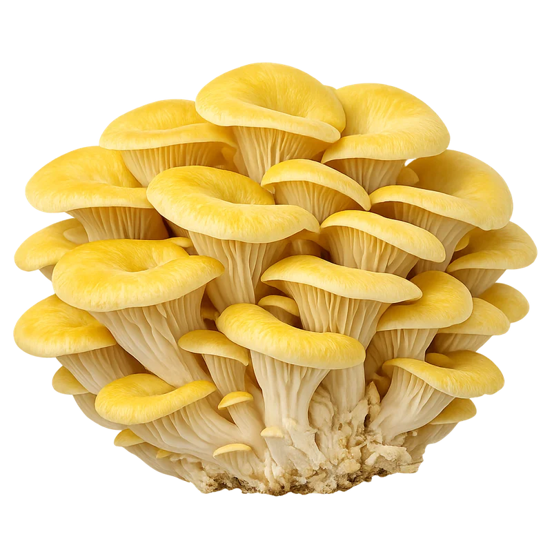 Golden Oyster Mushroom