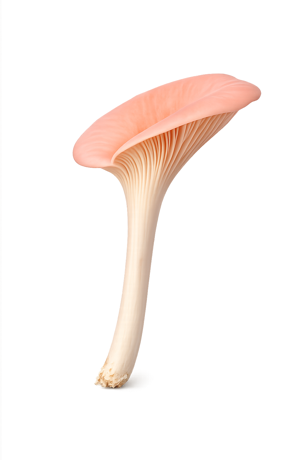 Pink Oyster mushroom cluster