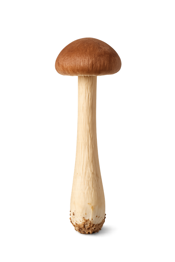 Pioppino mushroom cluster