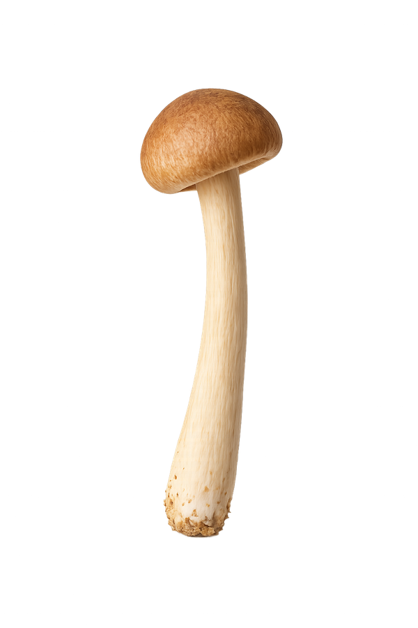 Shimeji mushroom cluster